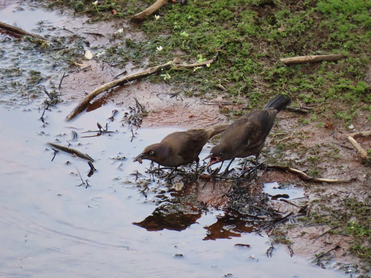 Common Grackle - ML638770157