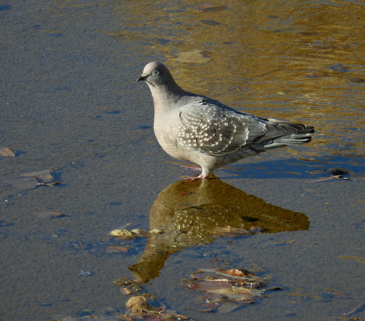 Spot-winged Pigeon - ML638770163