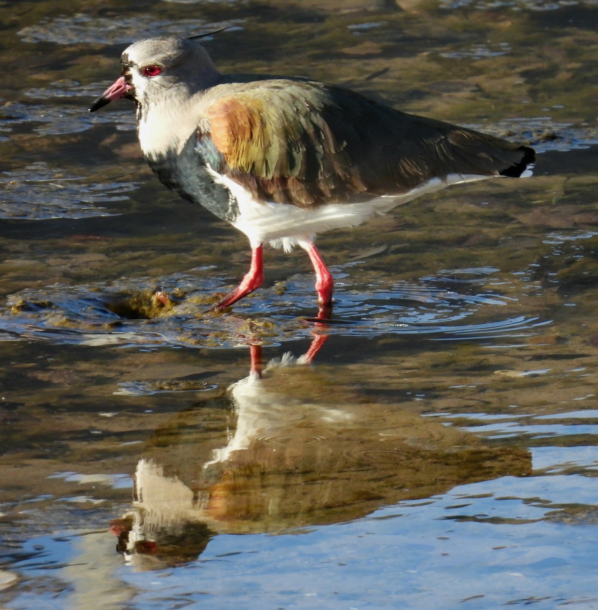 Southern Lapwing - ML638770196
