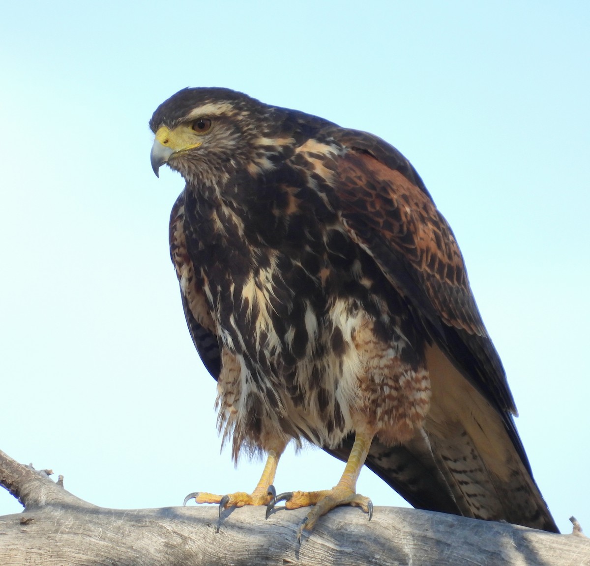 Harris's Hawk - ML638770210