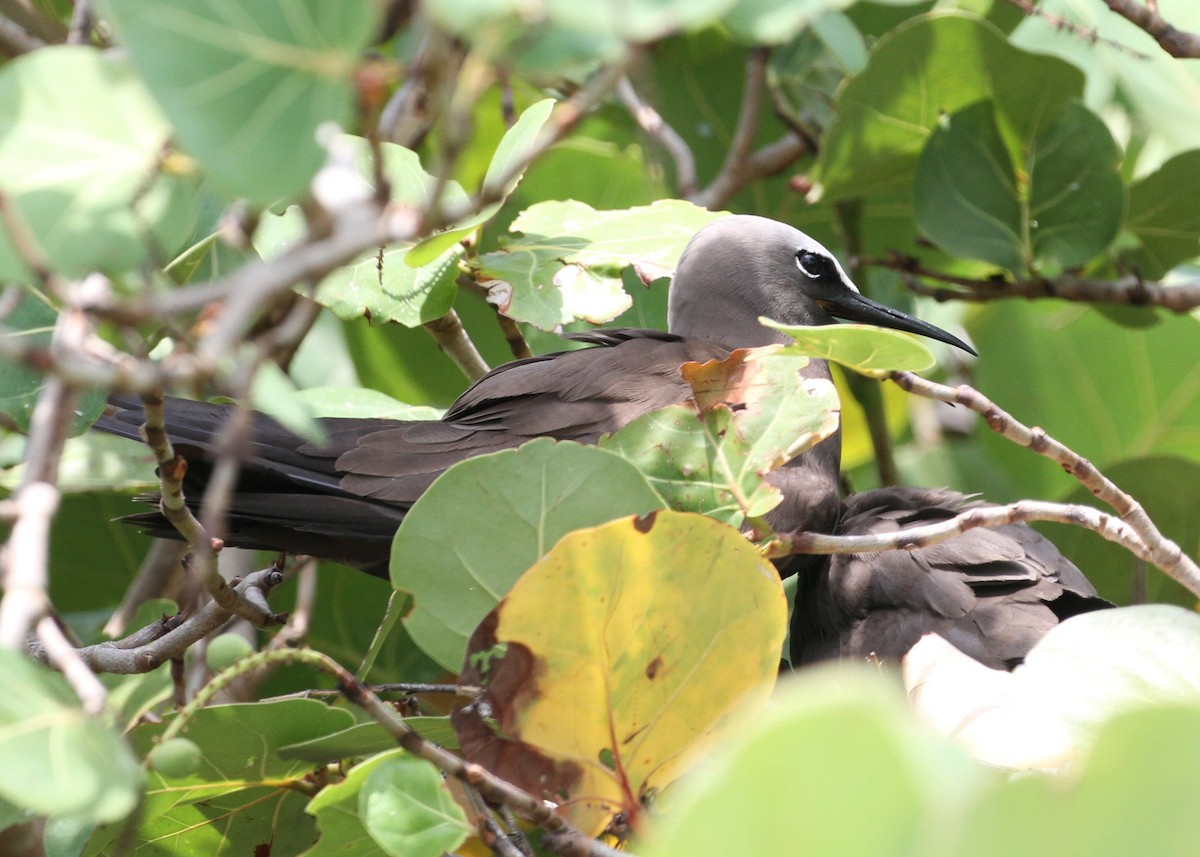 Brown Noddy - ML638770221