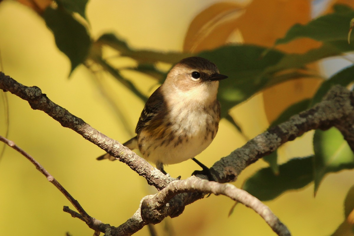 Пісняр-лісовик жовтогузий (підвид coronata) - ML638770231