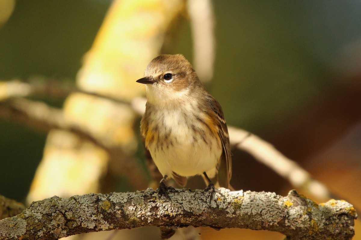 Пісняр-лісовик жовтогузий (підвид coronata) - ML638770238