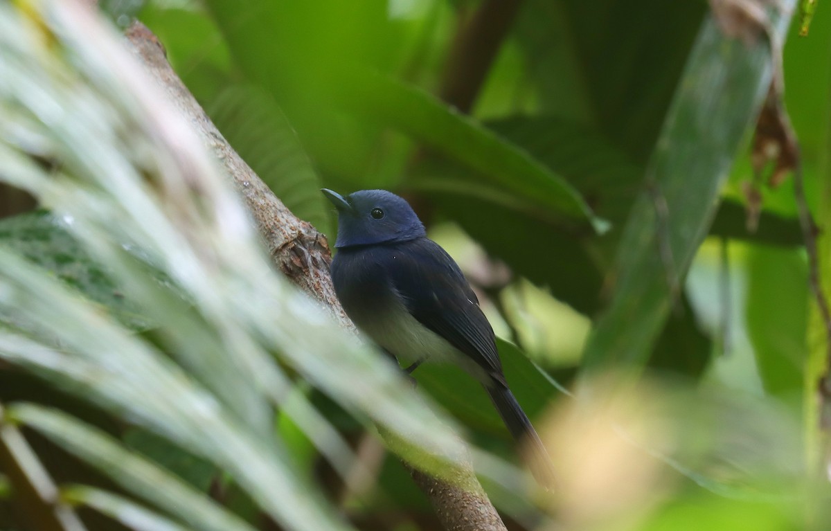 Black-naped Monarch - ML638770240