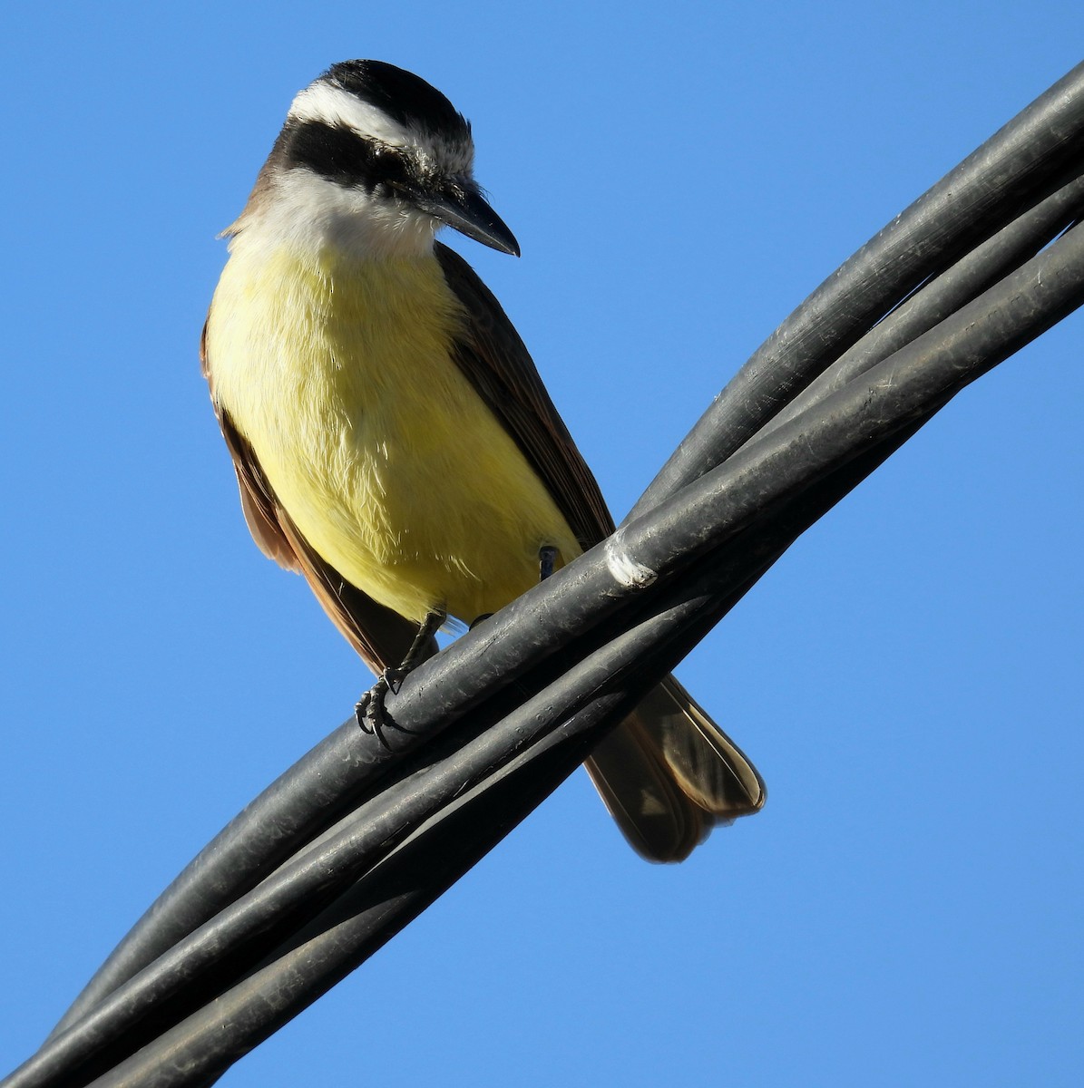 Great Kiskadee - ML638770250