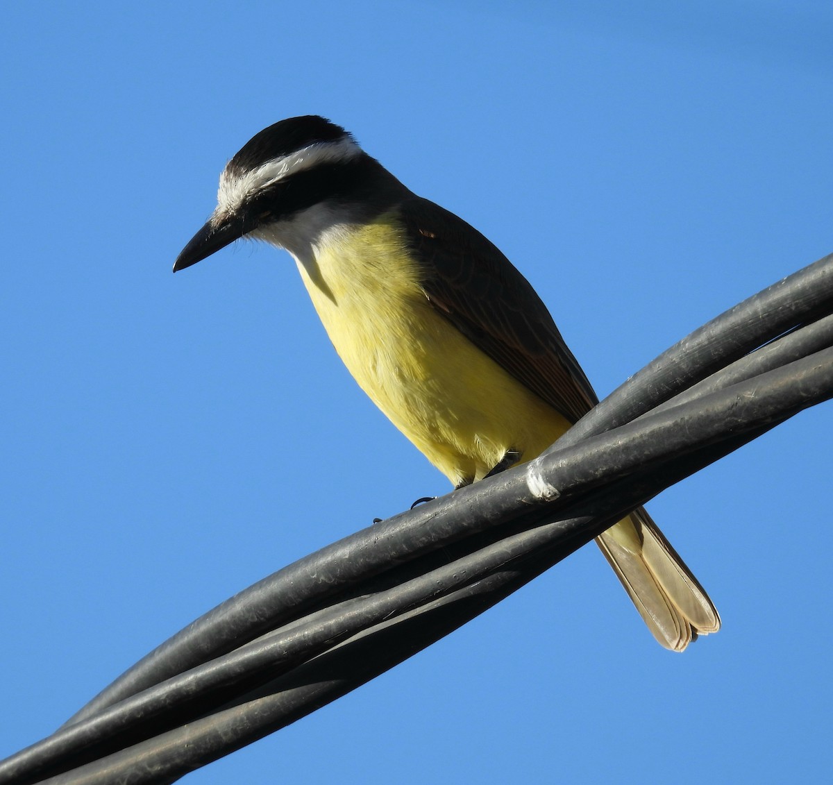Great Kiskadee - ML638770273