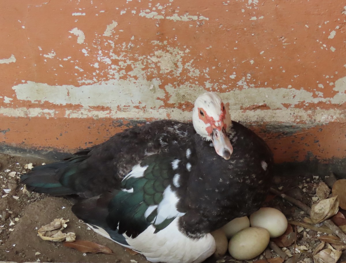 Muscovy Duck (Domestic type) - ML638770278