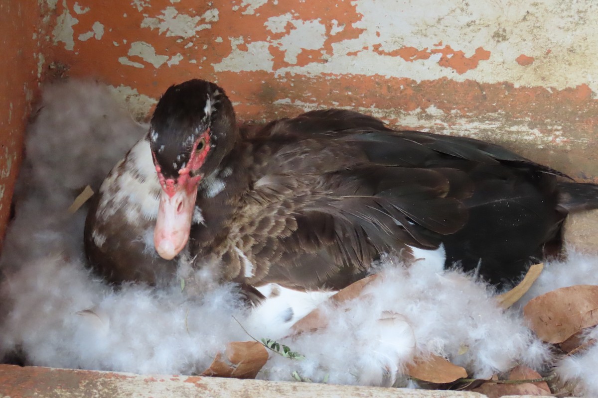 Muscovy Duck (Domestic type) - ML638770279