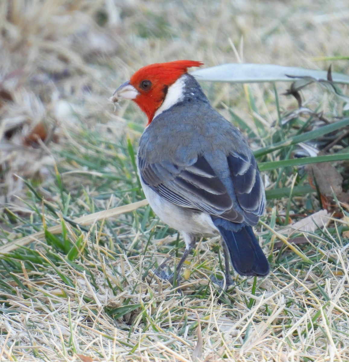 Red-crested Cardinal - ML638770282