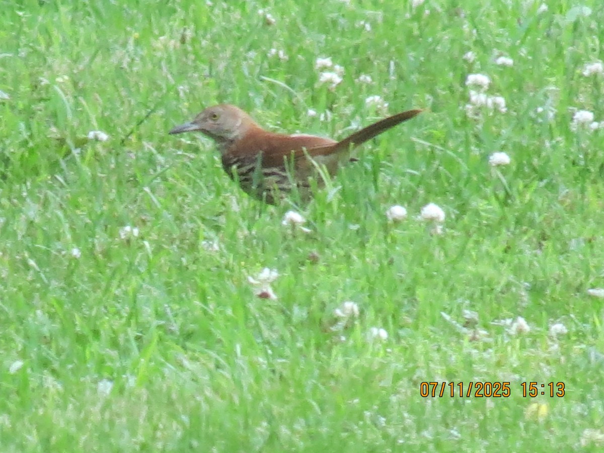 Brown Thrasher - ML638770288