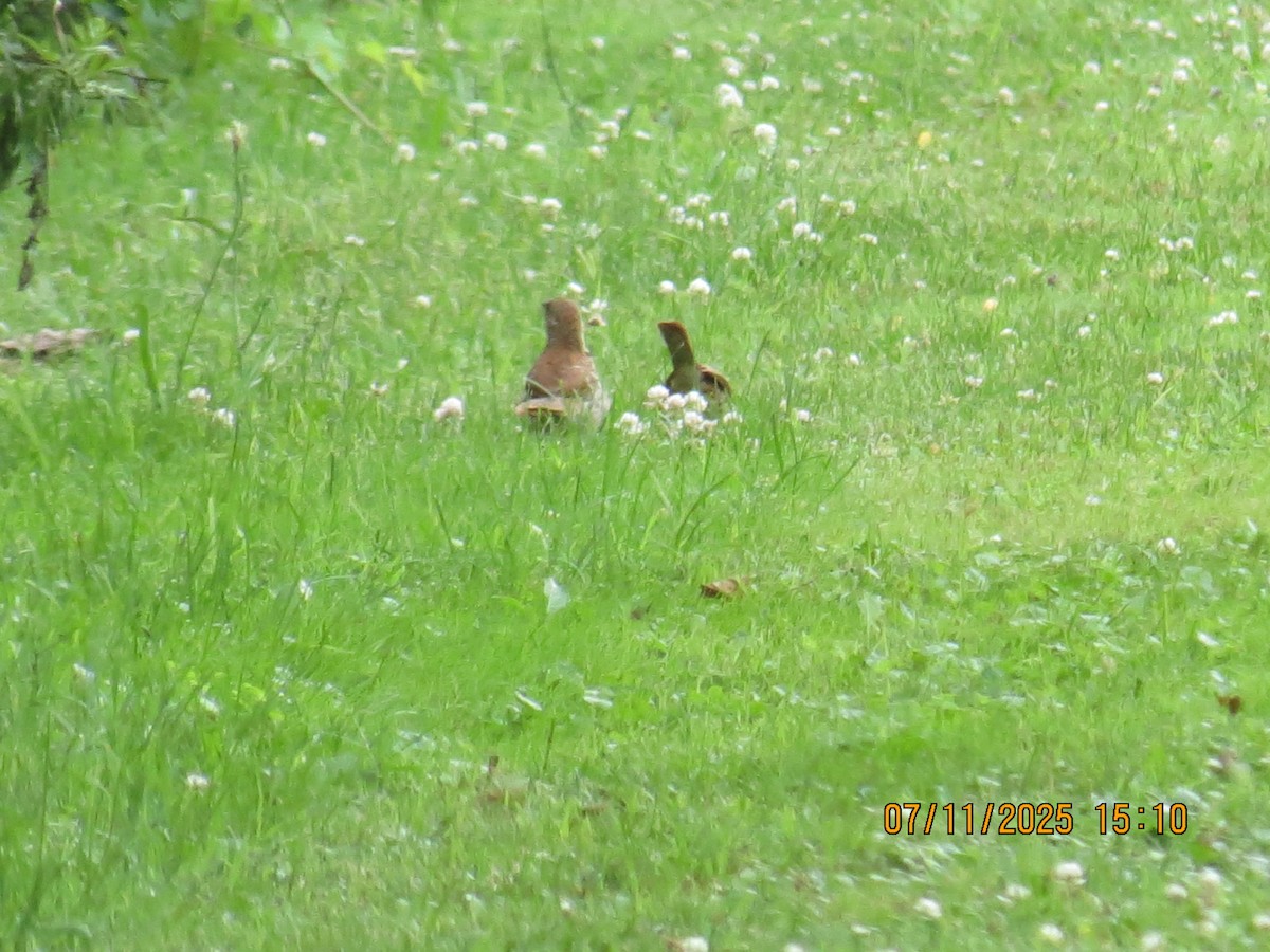 Brown Thrasher - ML638770289