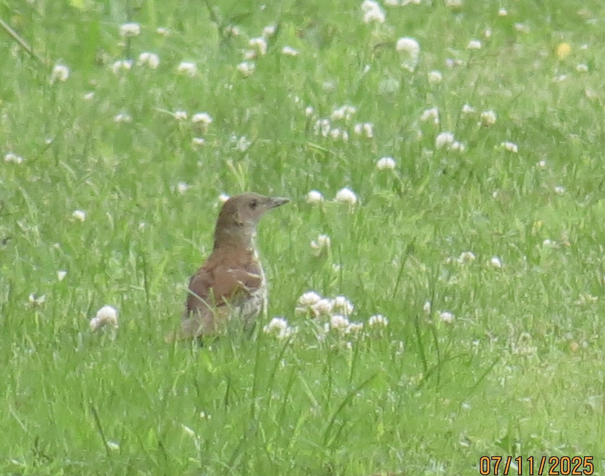 Brown Thrasher - ML638770290