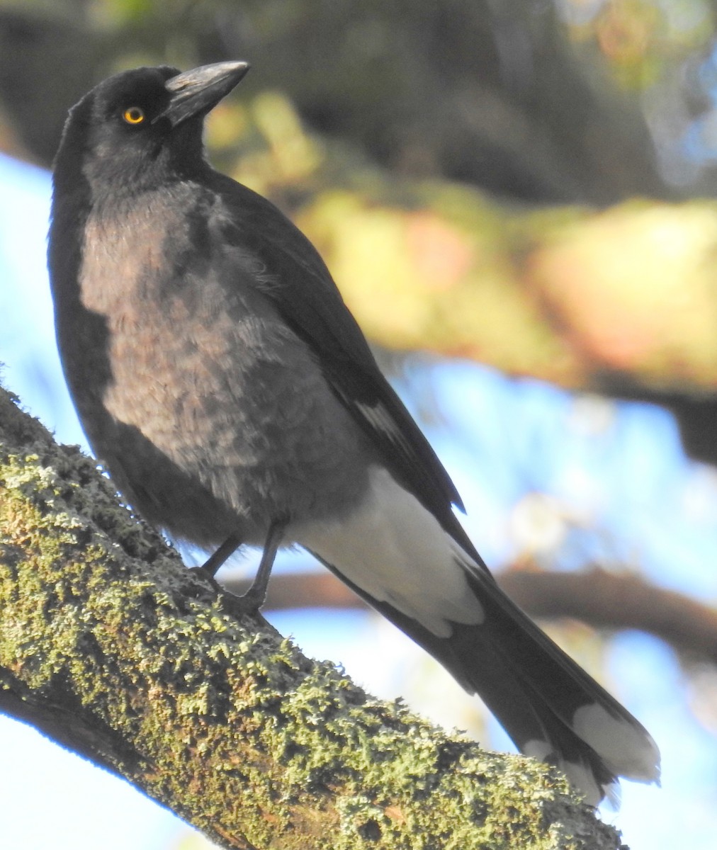 Pied Currawong - ML63877031