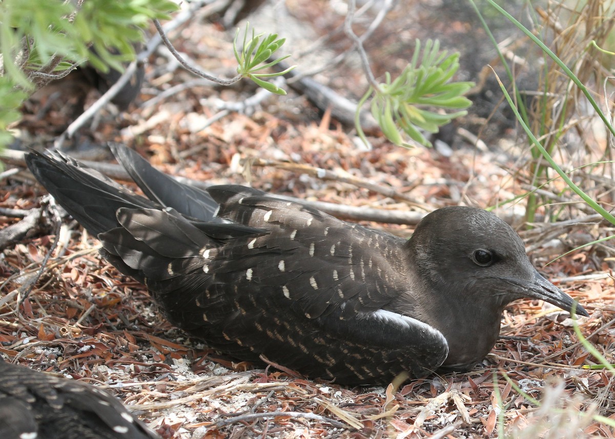 Sooty Tern - ML638770311