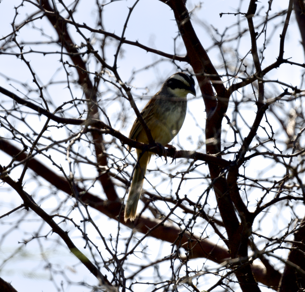 Stripe-headed Sparrow - ML638770348