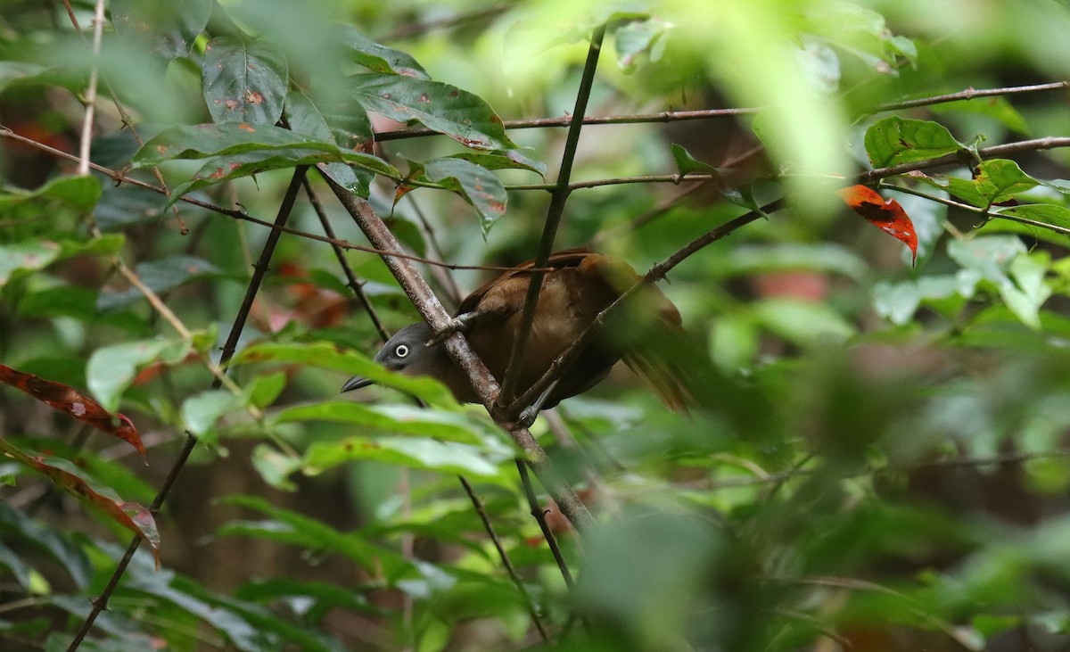 Ashy-headed Laughingthrush - ML638770404