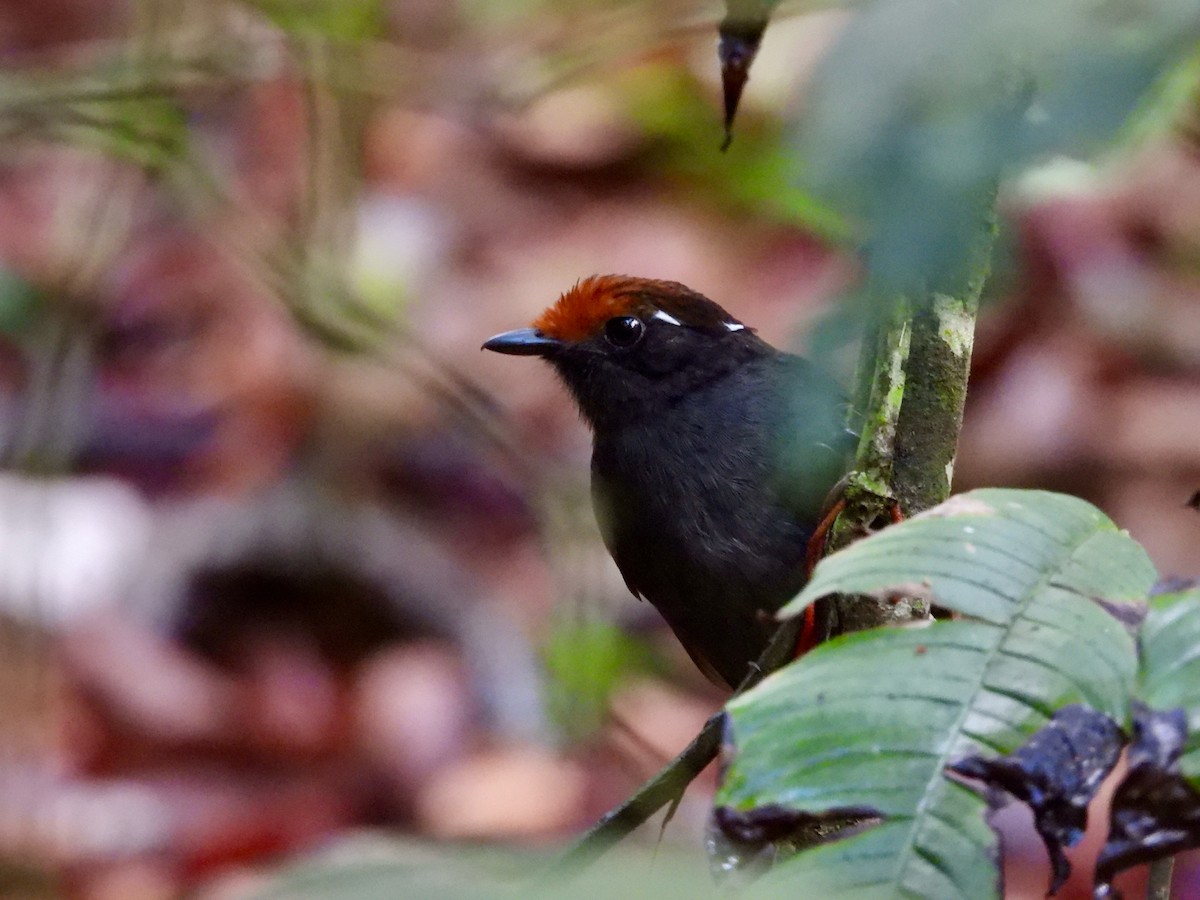 Chestnut-crowned Gnateater - ML638770408