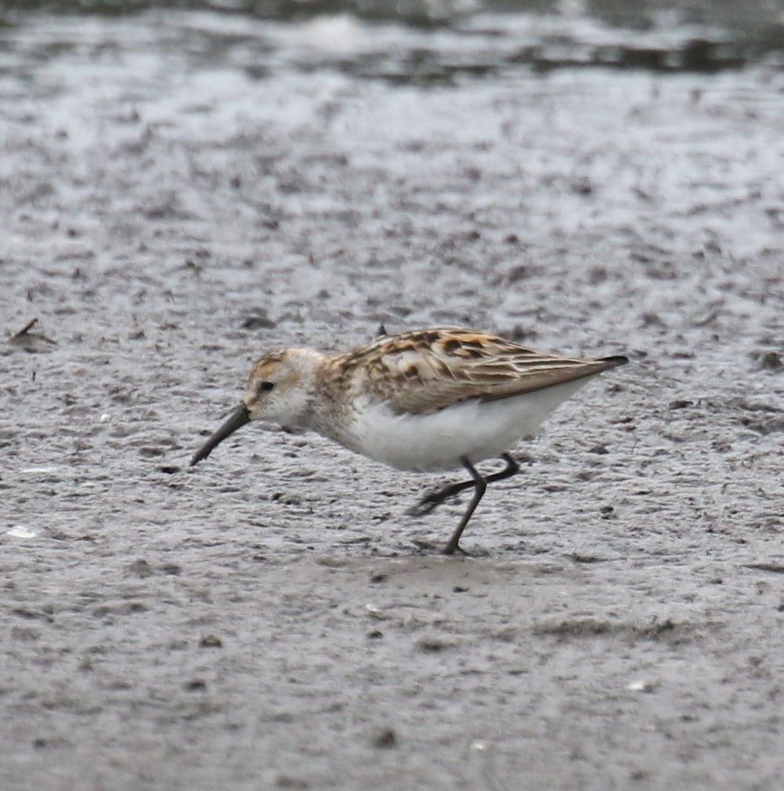 Western Sandpiper - ML638770422