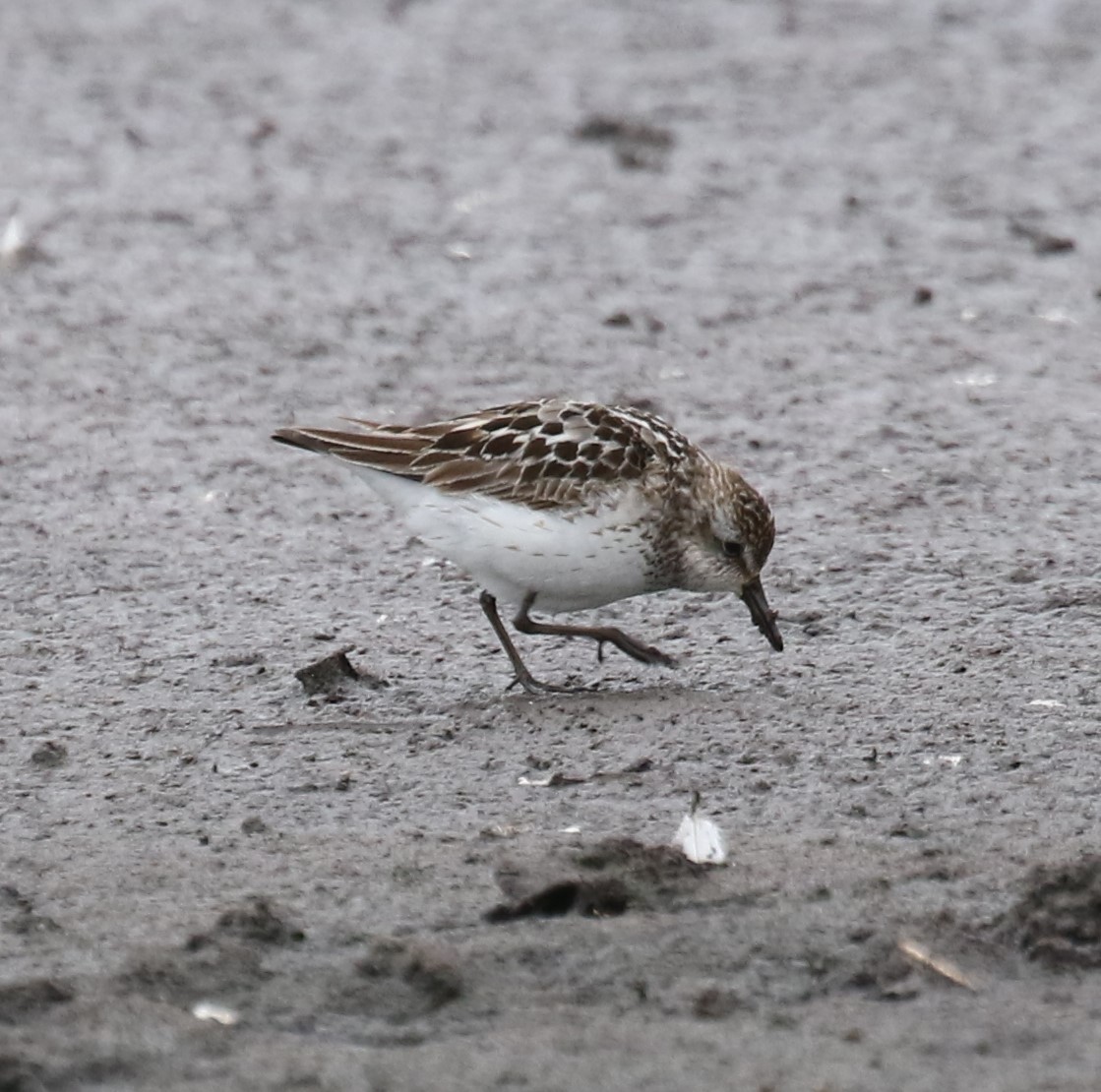 Semipalmated Sandpiper - ML638770435