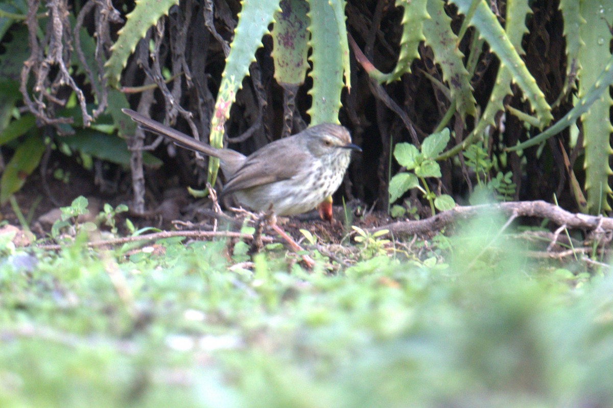 Prinia du Karoo - ML638770437