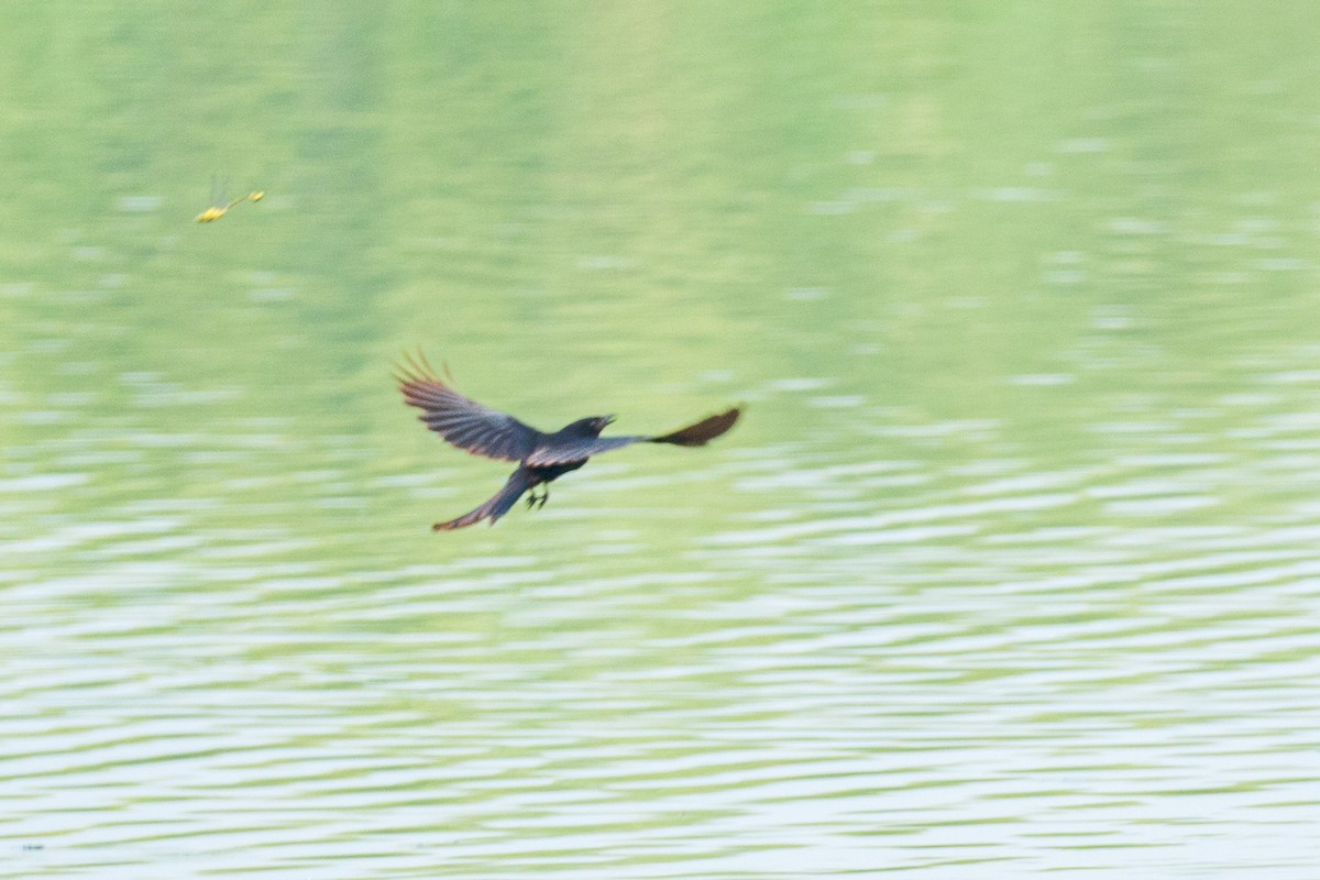 Black Drongo - ML638770454