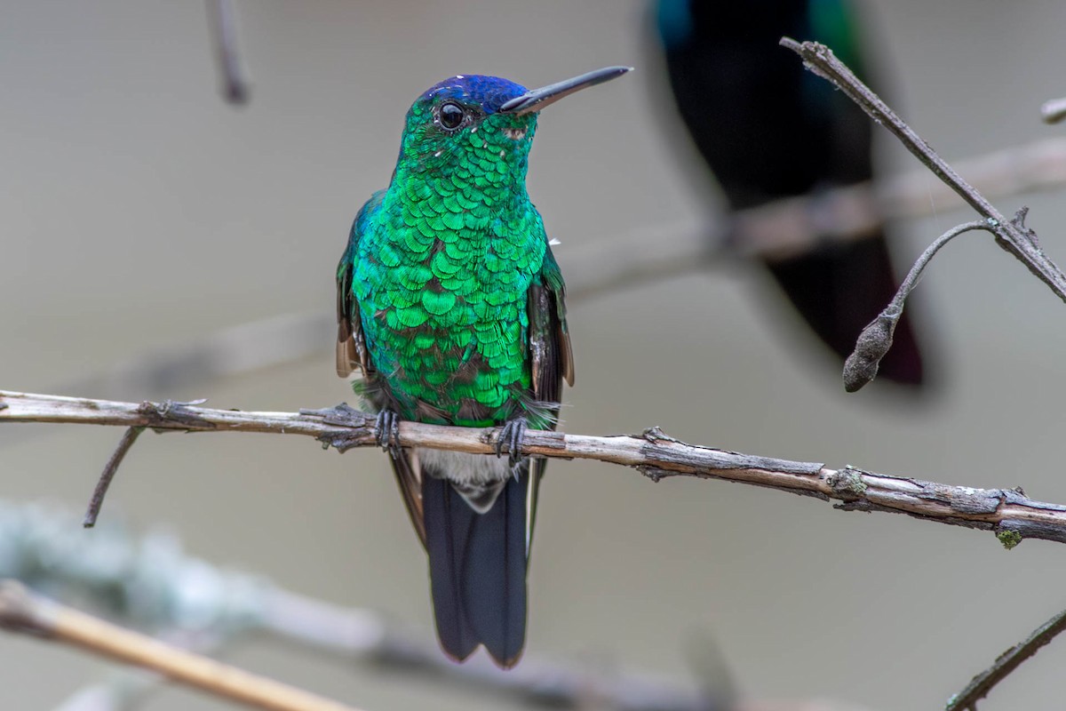 Indigo-capped Hummingbird - ML638770456