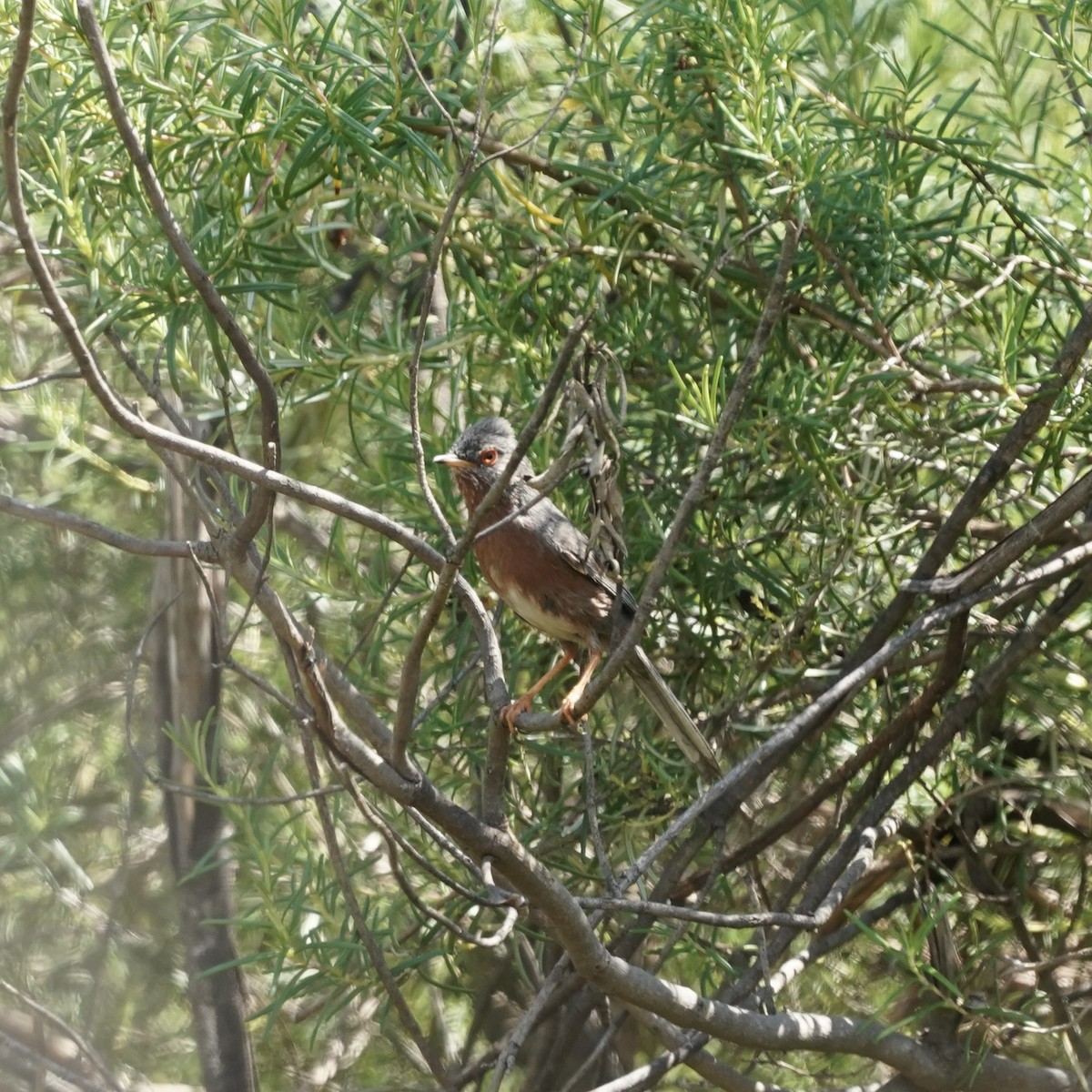 Dartford Warbler - ML638770473