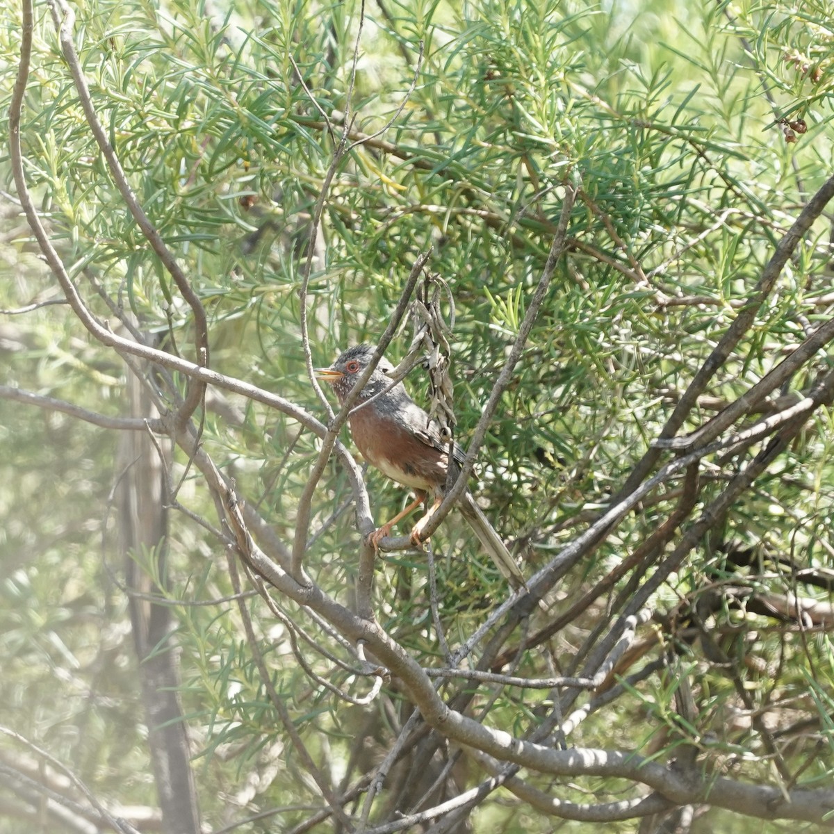 Dartford Warbler - ML638770474