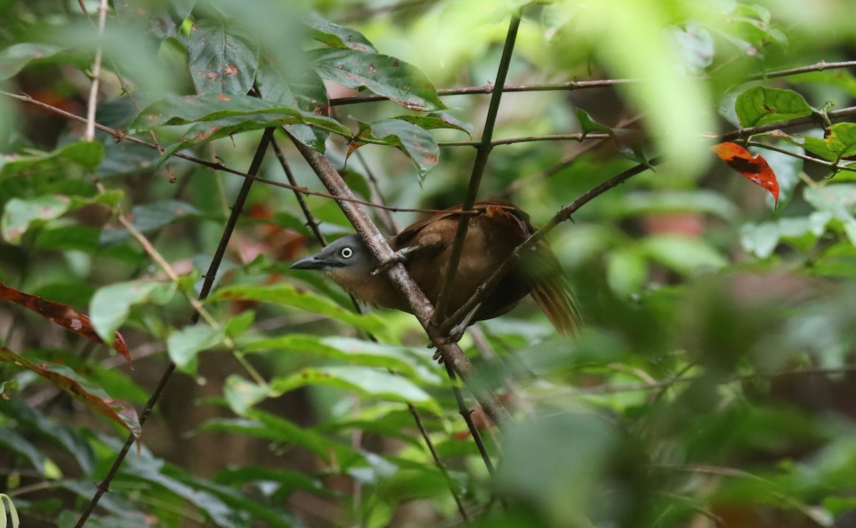 Ashy-headed Laughingthrush - ML638770506