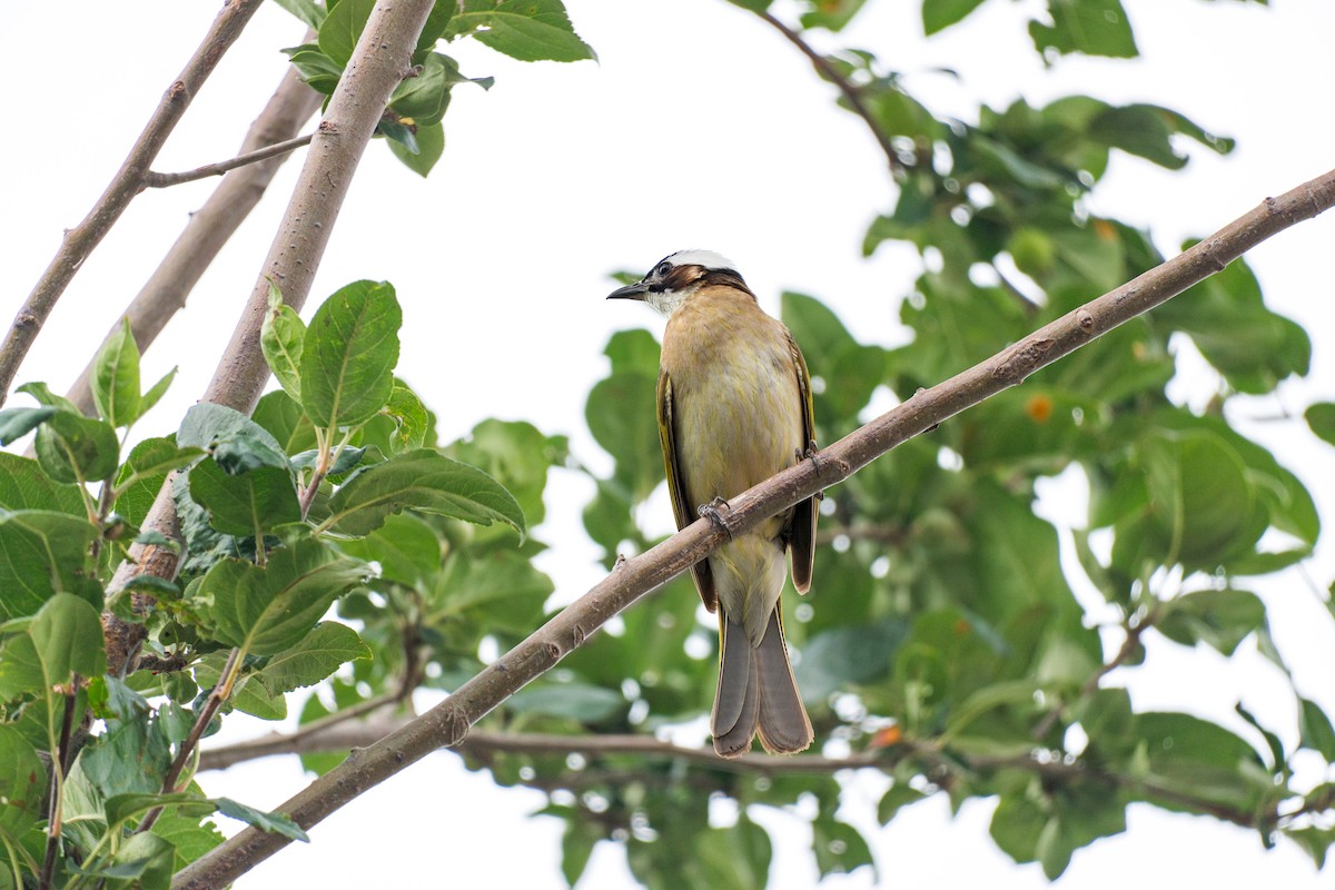 Light-vented Bulbul - ML638770526