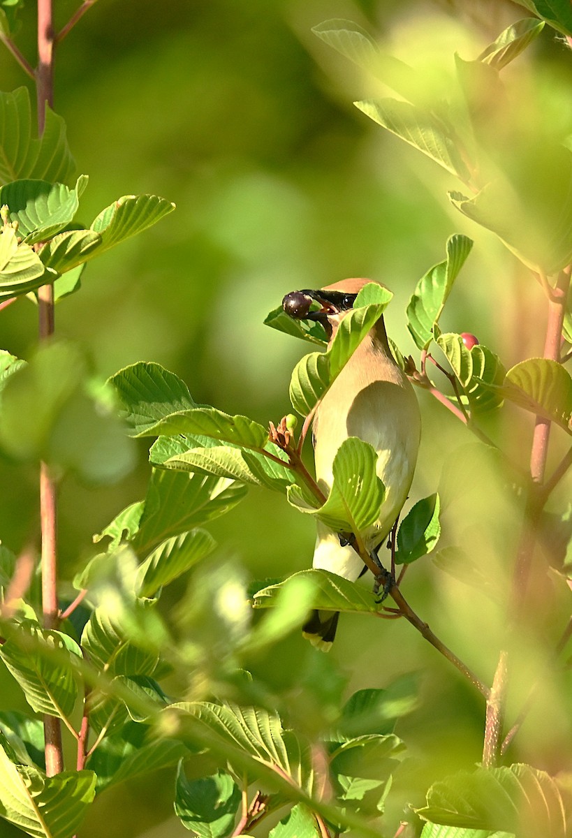 Cedar Waxwing - ML638770528