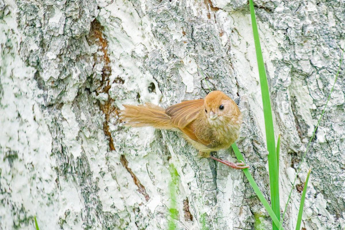 Vinous-throated Parrotbill - ML638770602