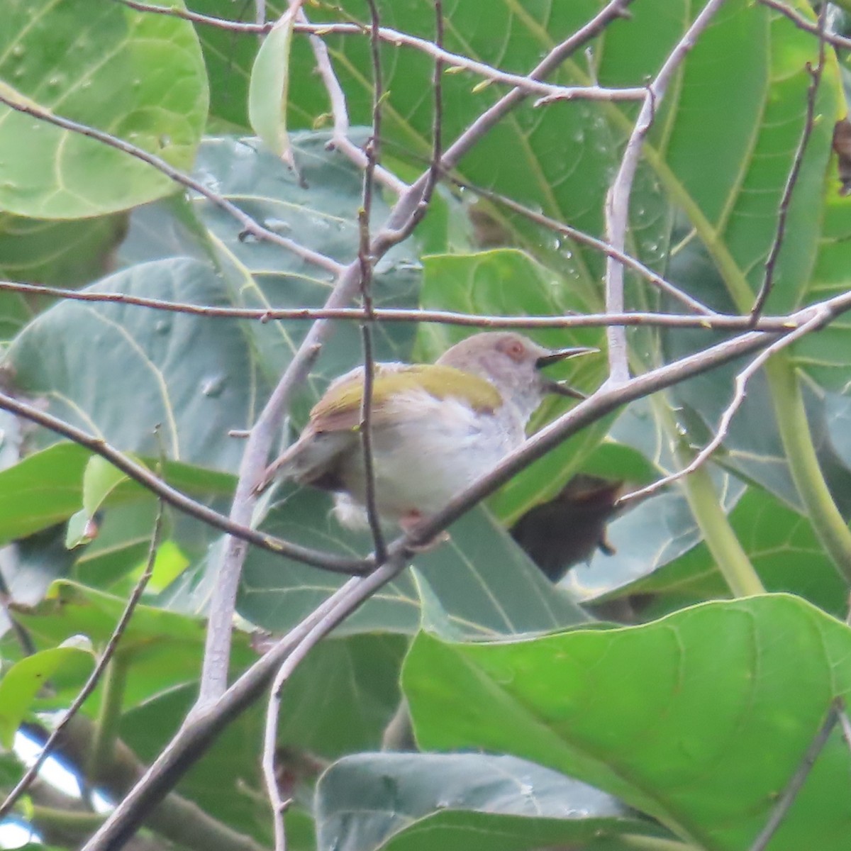 Green-backed Camaroptera (Gray-backed) - ML638770607