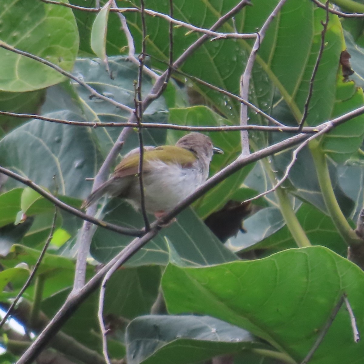 Green-backed Camaroptera (Gray-backed) - ML638770608