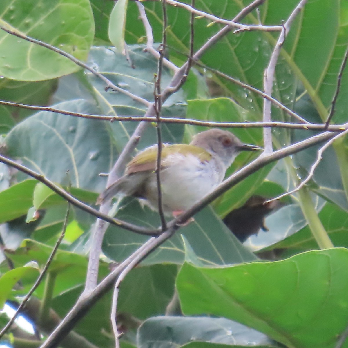 Green-backed Camaroptera (Gray-backed) - ML638770609