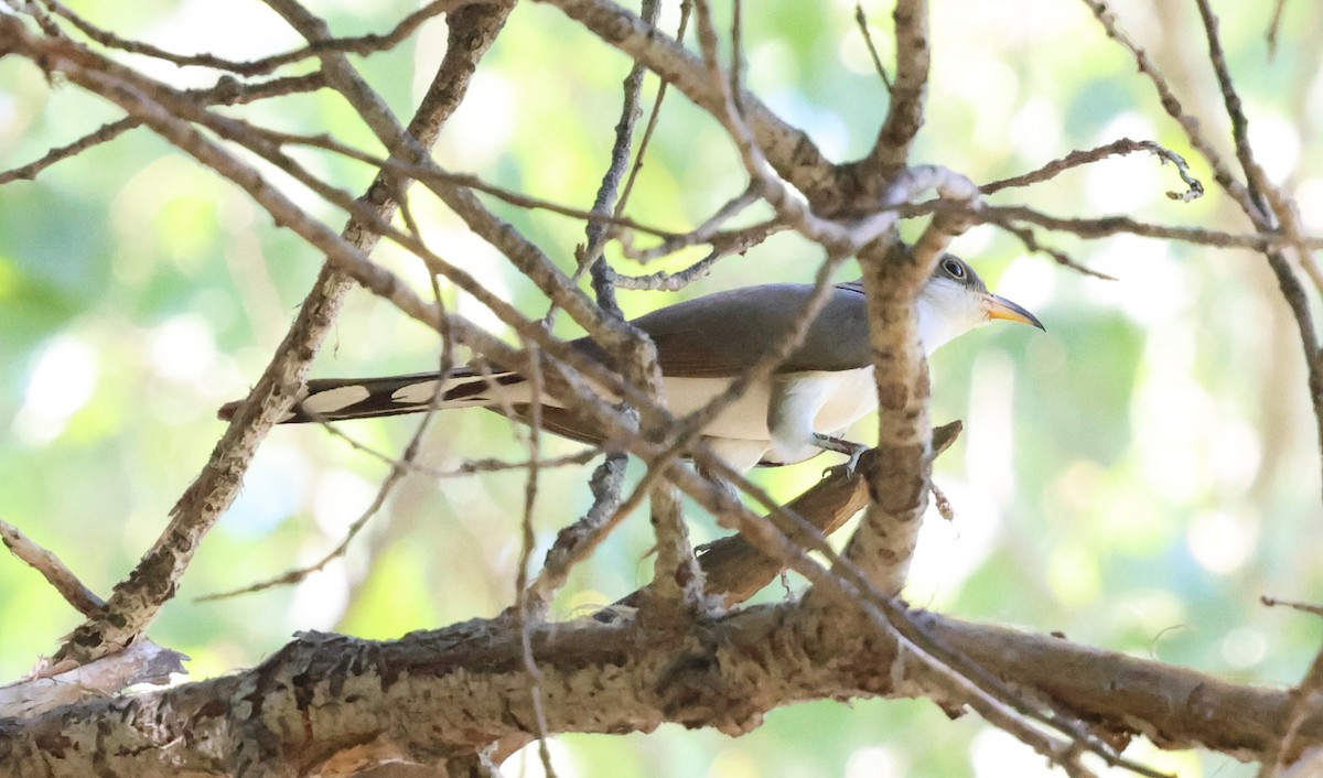 Yellow-billed Cuckoo - ML638770626
