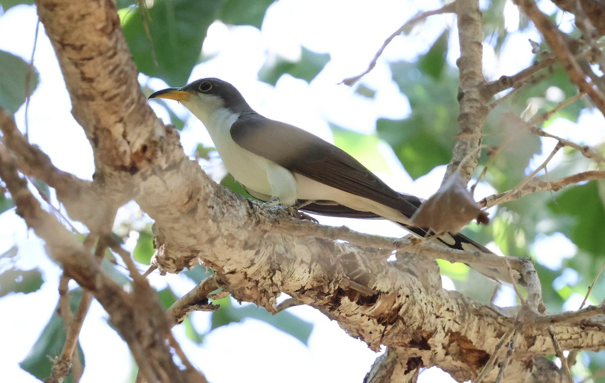 Yellow-billed Cuckoo - ML638770627