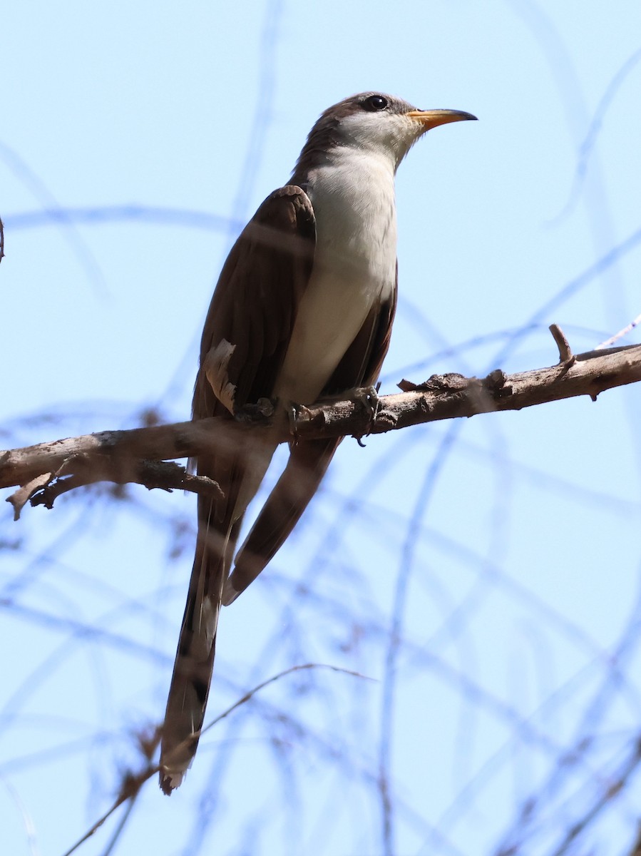 Yellow-billed Cuckoo - ML638770631