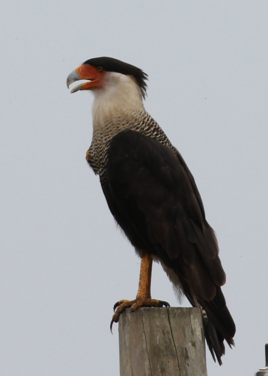 Caracara Carancho - ML638770662