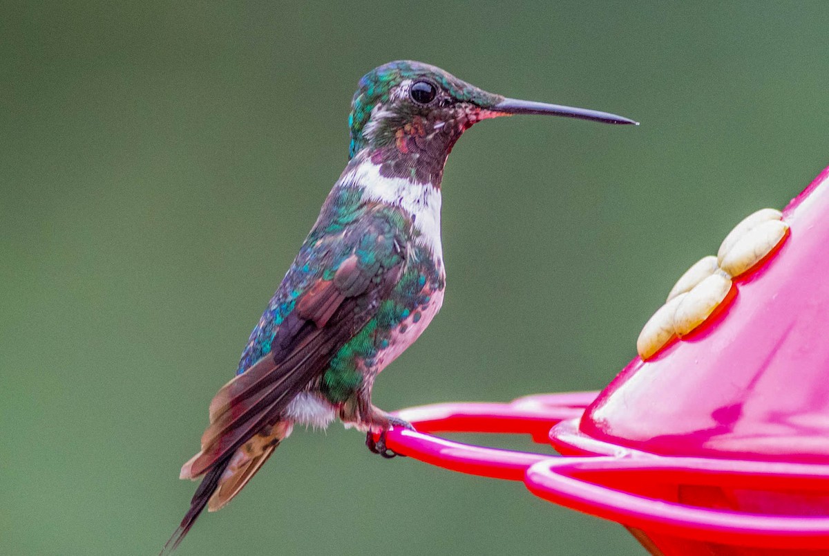 White-bellied Woodstar - ML638770667