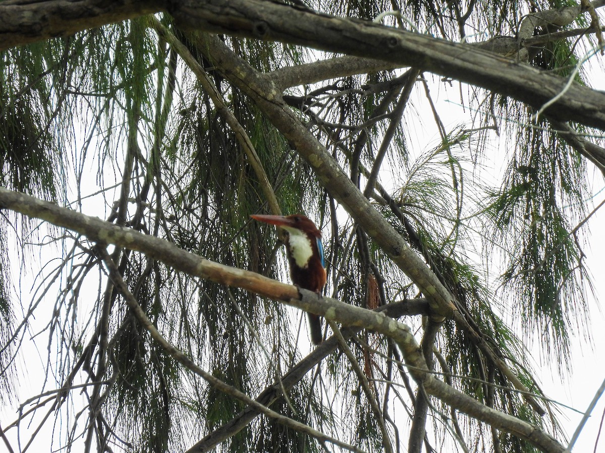 White-throated Kingfisher - ML638770690