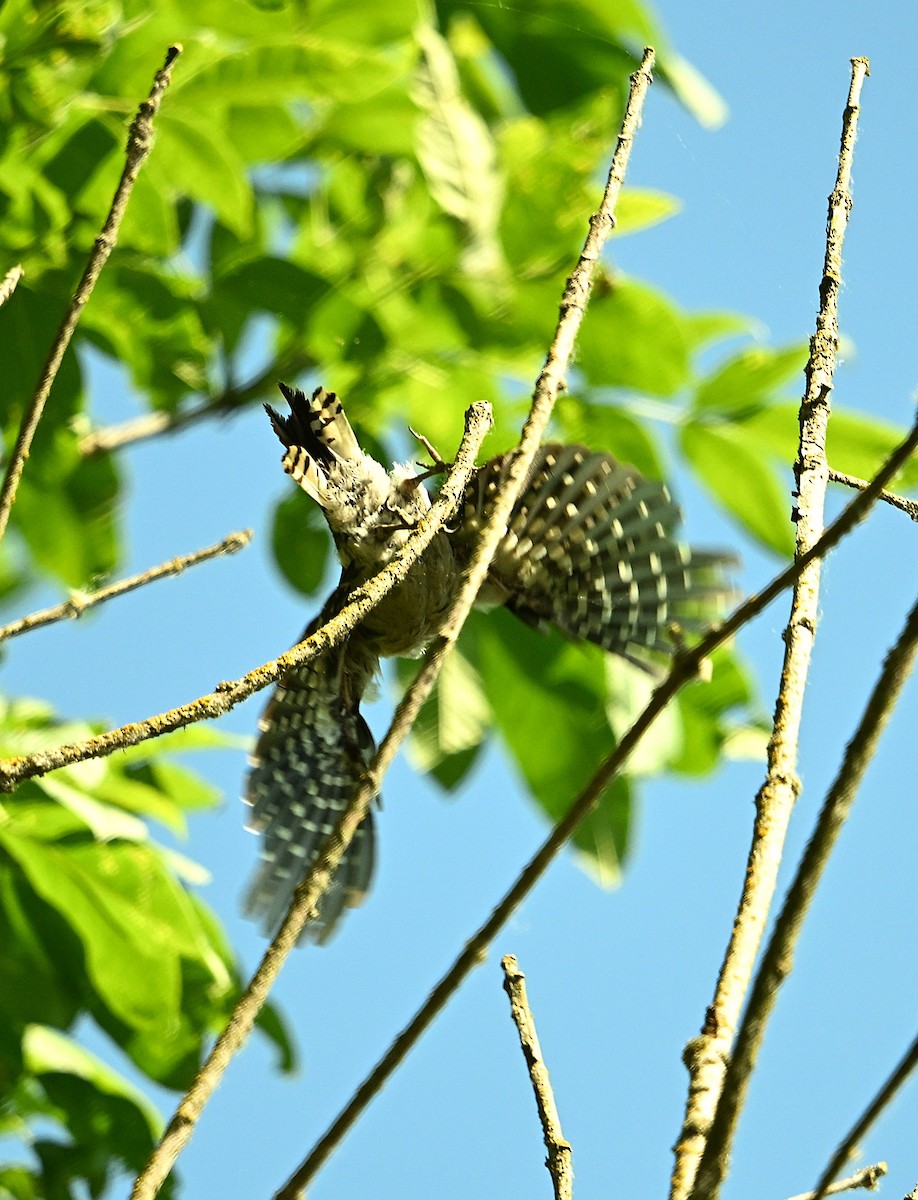 Hairy Woodpecker - ML638770702