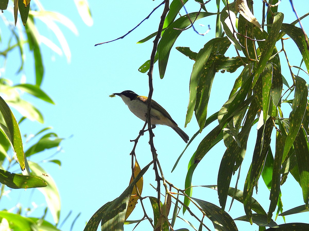 White-throated Honeyeater - ML638770704