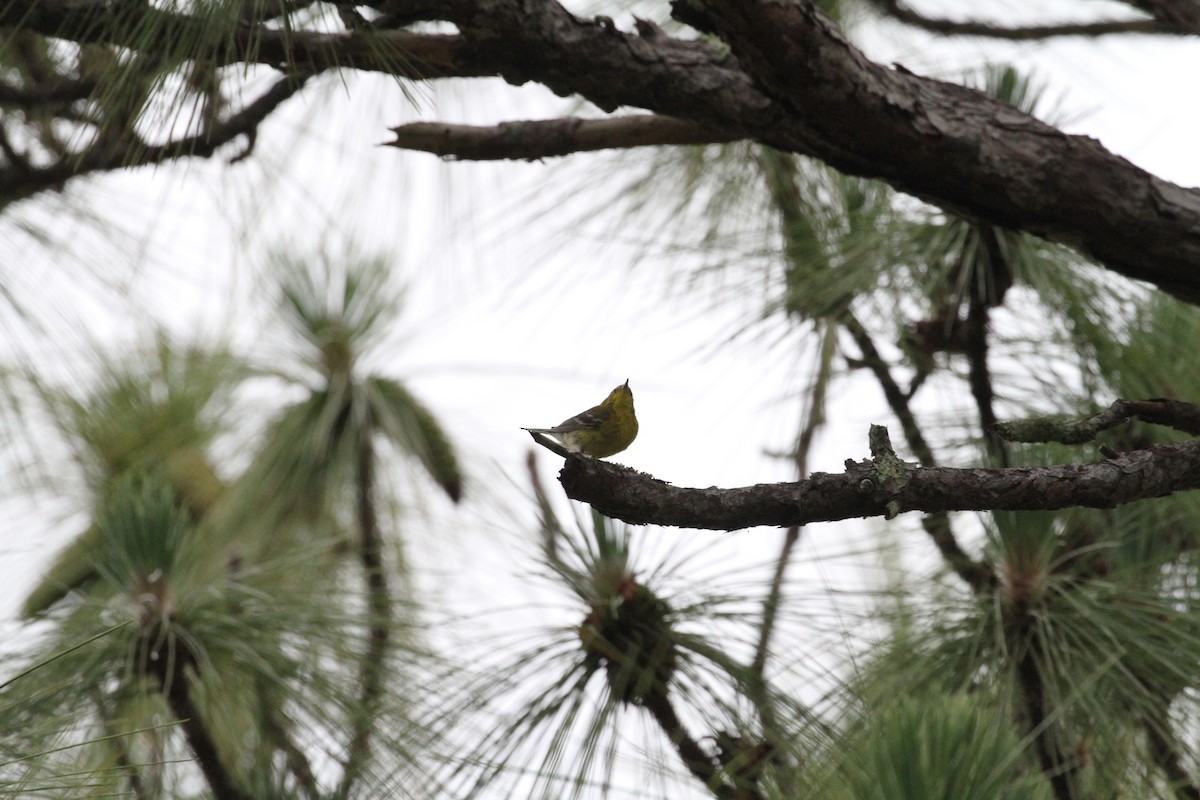 Pine Warbler - ML638770765
