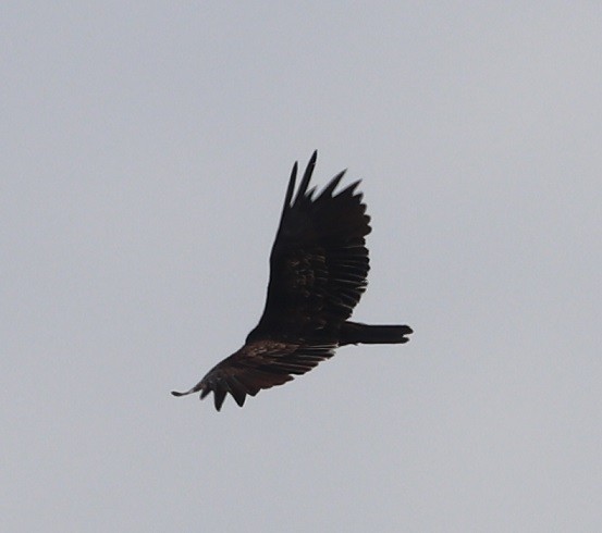 Turkey Vulture - ML638770769