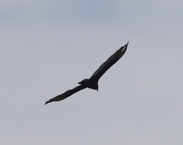 Turkey Vulture - ML638770770