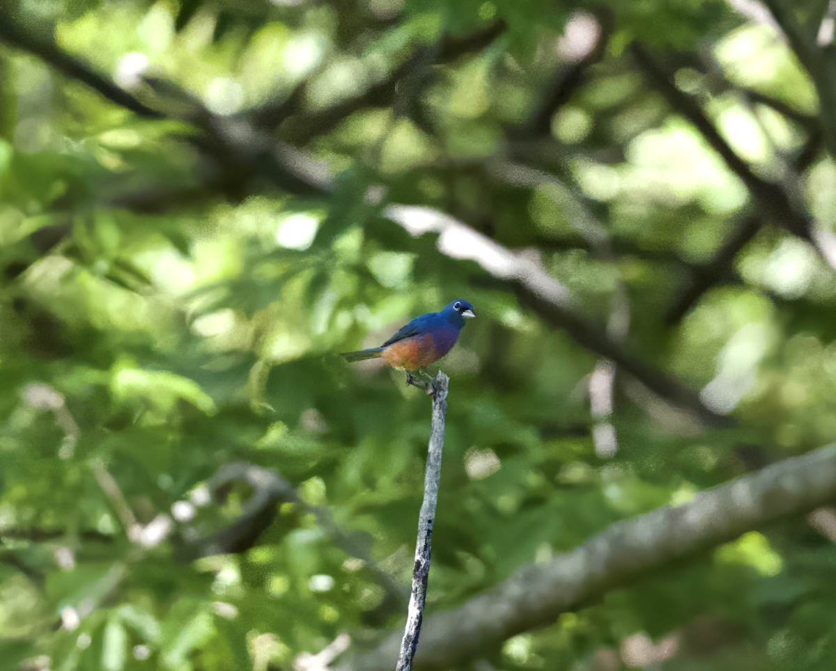 Rose-bellied Bunting - ML638770776