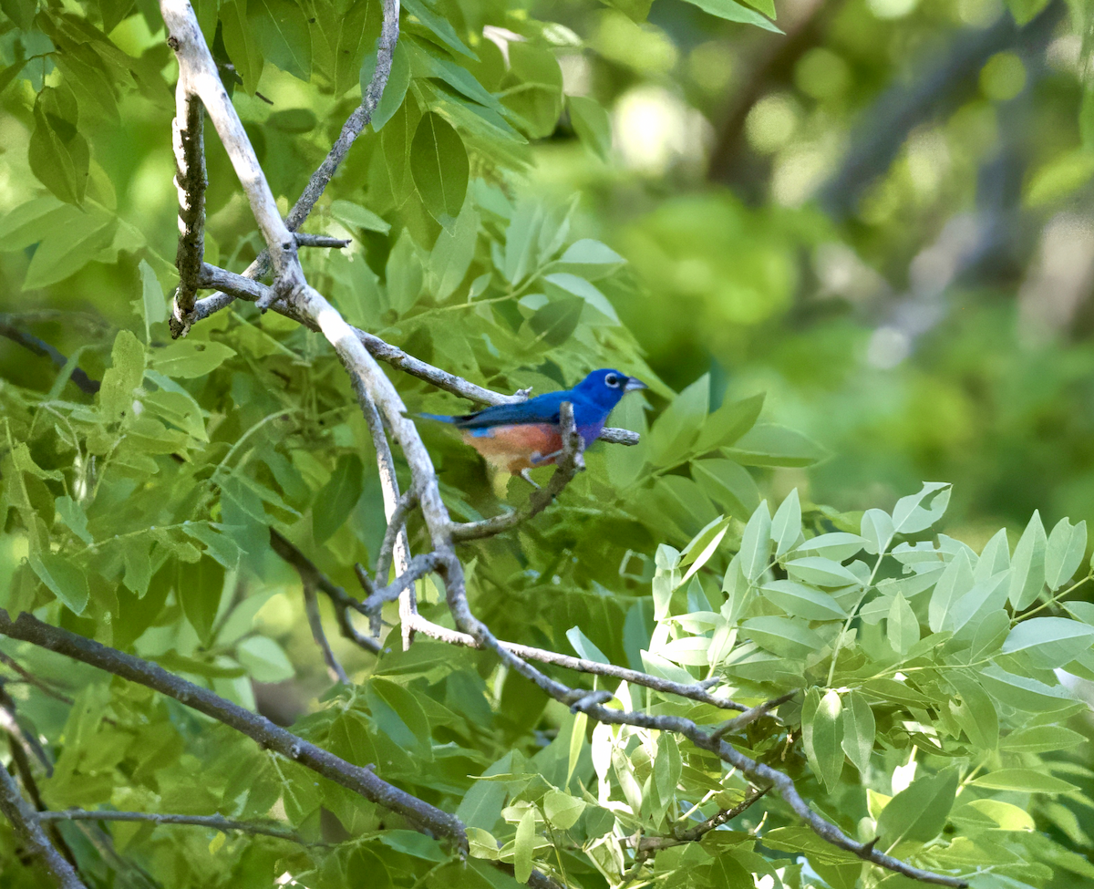 Rose-bellied Bunting - ML638770777