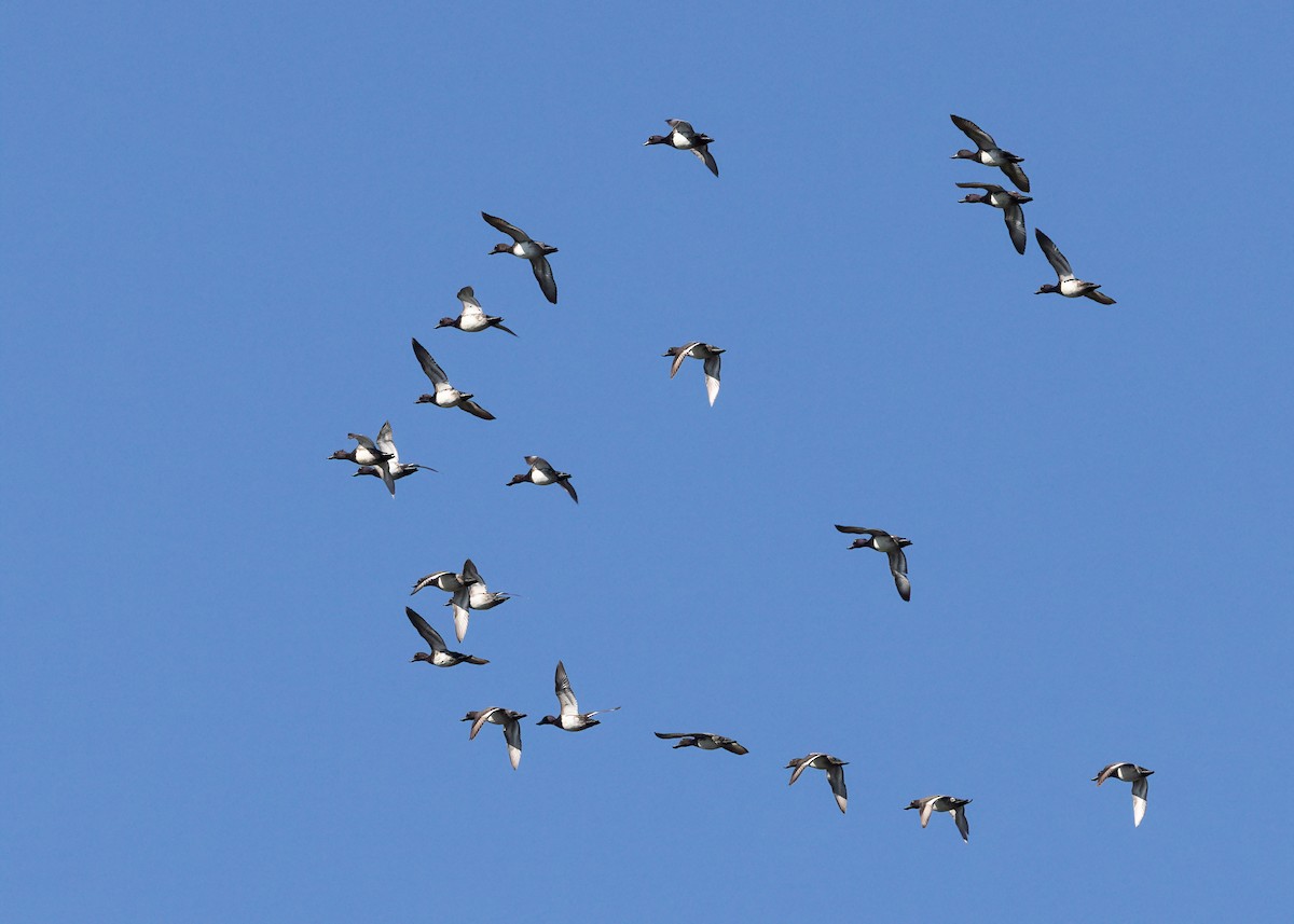 Lesser Scaup - ML638770783
