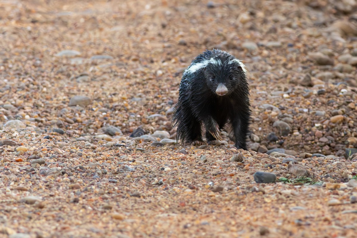 Molina's Hog-nosed Skunk - Filipe Bernardi